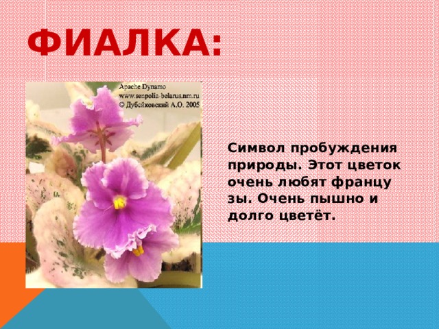 ФИАЛКА: Символ пробуждения природы. Этот цветок очень любят францу зы. Очень пышно и долго цветёт. 