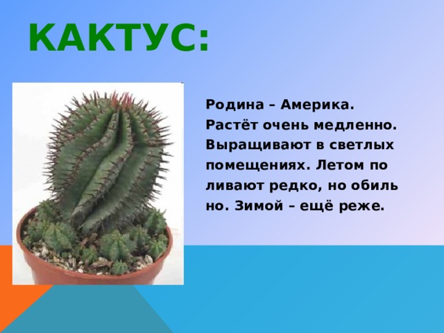 КАКТУС: Родина – Америка. Растёт очень медленно. Выращивают в светлых помещениях. Летом по ливают редко, но обиль но. Зимой – ещё реже. 