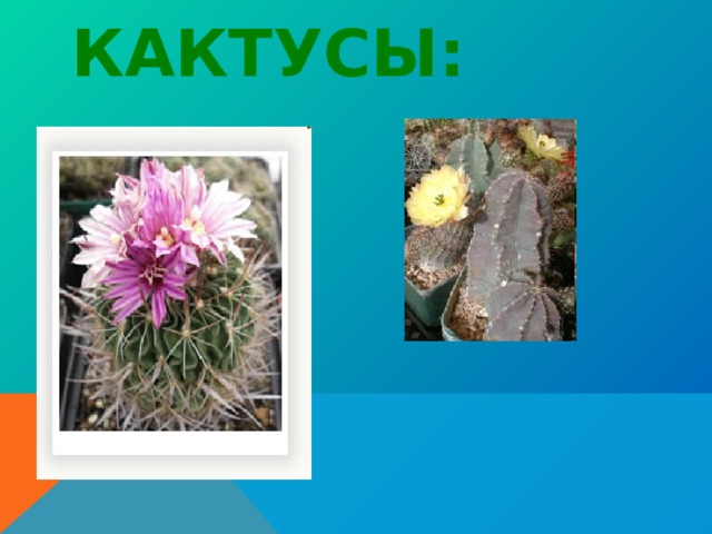 КАКТУСЫ: 