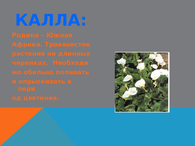КАЛЛА: Родина – Южная Африка. Травянистое растение на длинных черенках. Необходи мо обильно поливать и опрыскивать в пери од цветения. 