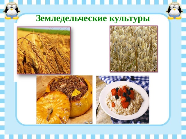 Земледельческие культуры 