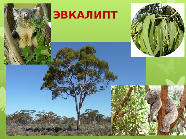 ЭВКАЛИПТ 
