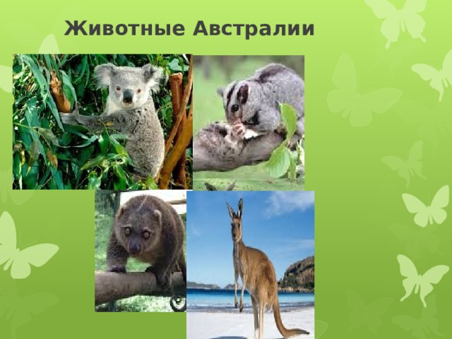 Животные Австралии 