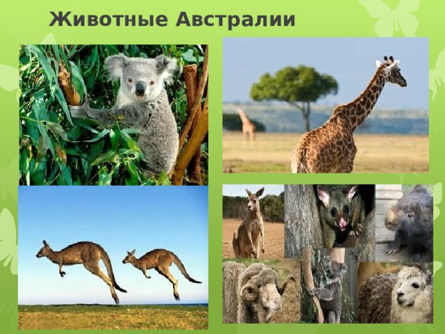 Животные Австралии 