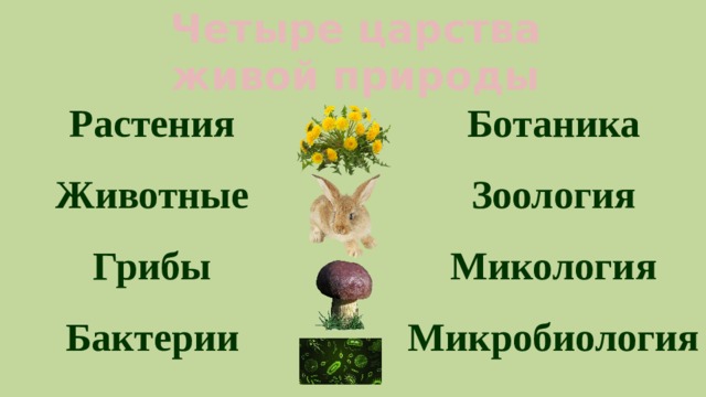 Четыре царства живой природы Растения Ботаника Животные Зоология Грибы Микология Бактерии Микробиология 