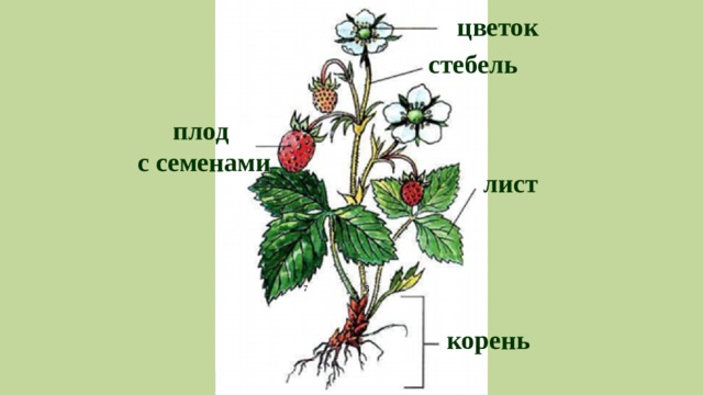 цветок стебель плод с семенами лист корень 