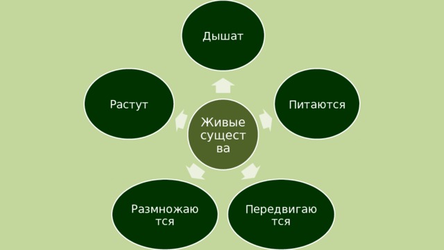 Дышат Питаются Растут Живые существа Передвигаются Размножаются 
