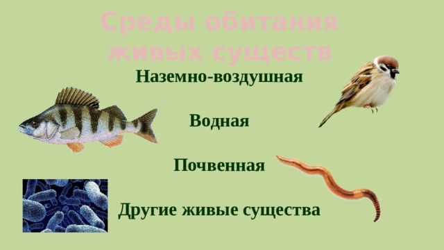 Среды обитания живых существ Наземно-воздушная Водная Почвенная Другие живые существа 