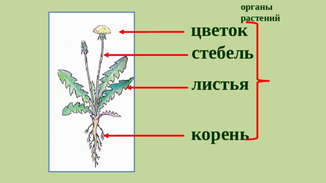 органы растений цветок стебель листья корень 