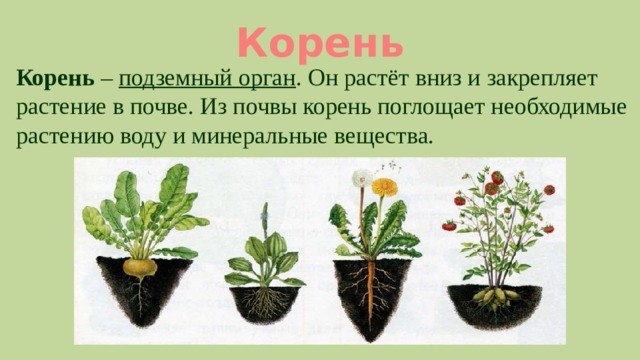 Корень Корень – подземный орган . Он растёт вниз и закрепляет растение в почве. Из почвы корень поглощает необходимые растению воду и минеральные вещества. 