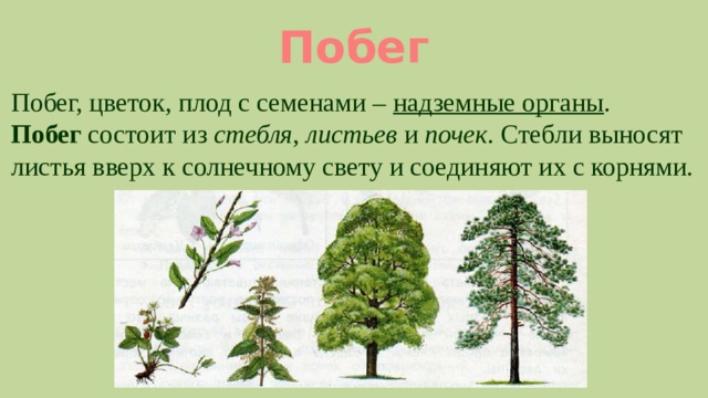 Побег Побег, цветок, плод с семенами – надземные органы . Побег состоит из стебля , листьев и почек . Стебли выносят листья вверх к солнечному свету и соединяют их с корнями. 