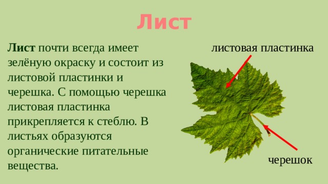 Лист листовая пластинка Лист почти всегда имеет зелёную окраску и состоит из листовой пластинки и черешка. С помощью черешка листовая пластинка прикрепляется к стеблю. В листьях образуются органические питательные вещества. черешок 