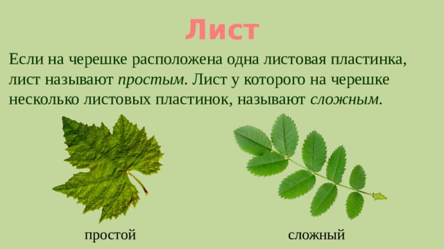 Лист Если на черешке расположена одна листовая пластинка, лист называют простым . Лист у которого на черешке несколько листовых пластинок, называют сложным . простой сложный 