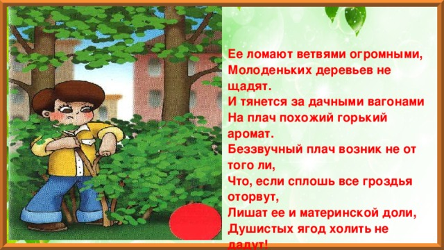 Ее ломают ветвями огромными,  Молоденьких деревьев не щадят.  И тянется за дачными вагонами  На плач похожий горький аромат.  Беззвучный плач возник не от того ли,  Что, если сплошь все гроздья оторвут,  Лишат ее и материнской доли,   Душистых ягод холить не дадут! 