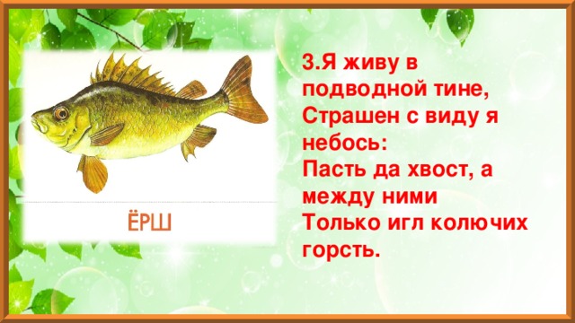 3.Я живу в подводной тине,  Страшен с виду я небось:  Пасть да хвост, а между ними  Только игл колючих горсть. 