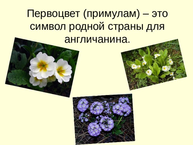 Первоцвет (примулам) – это символ родной страны для англичанина. 