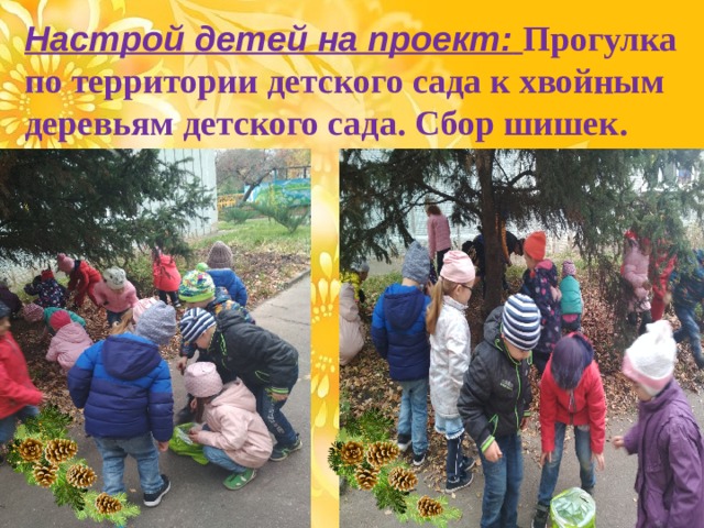 Настрой детей на проект:  Прогулка по территории детского сада к хвойным деревьям детского сада. Сбор шишек. 