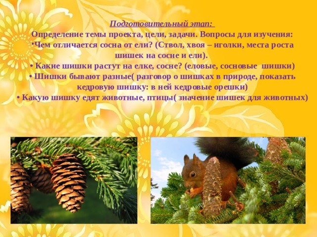 Подготовительный этап:  Определение темы проекта, цели, задачи. Вопросы для изучения: Чем отличается сосна от ели? (Ствол, хвоя – иголки, места роста шишек на сосне и ели).  • Какие шишки растут на елке, сосне? (еловые, сосновые шишки)  • Шишки бывают разные( разговор о шишках в природе, показать кедровую шишку: в ней кедровые орешки)  • Какую шишку едят животные, птицы( значение шишек для животных)   