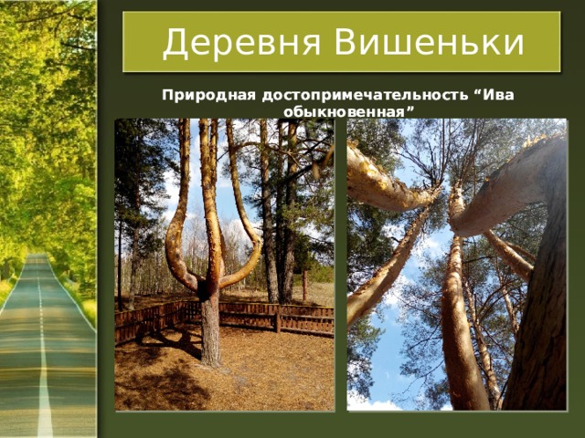 Деревня Вишеньки Природная достопримечательность “Ива обыкновенная” Природная достопримечательность “Ива обыкновенная” 