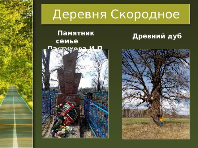 Деревня Скородное  Памятник семье  Пастухова И.П.  Древний дуб 