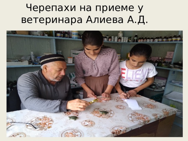 Черепахи на приеме у ветеринара Алиева А.Д. 