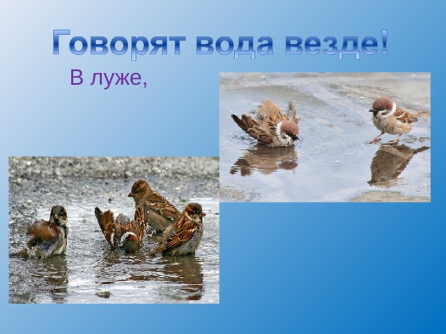 В луже, 