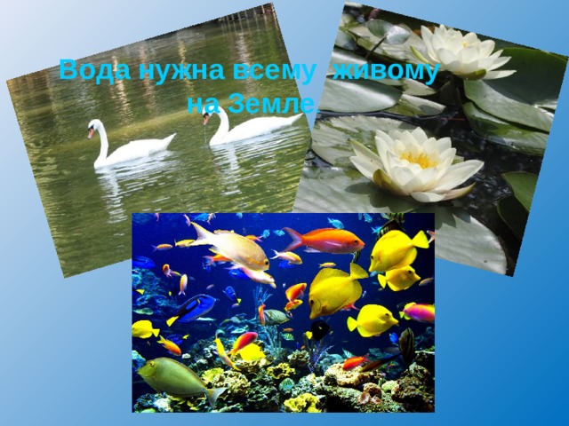 Вода нужна всему живому на Земле . 