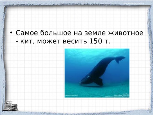 Самое большое на земле животное - кит, может весить 150 т.  