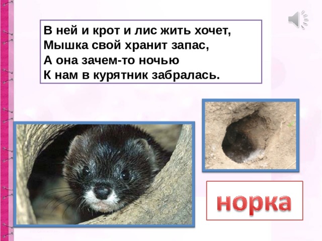 В ней и крот и лис жить хочет,  Мышка свой хранит запас,  А она зачем-то ночью  К нам в курятник забралась. 