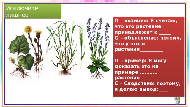 Исключите лишнее П – позиция: Я считаю, что это растение принадлежит к _____ О – объяснение: потому, что у этого растения__________   П – пример: Я могу доказать это на примере ……….. растения С – Следствие: поэтому, я делаю вывод:____ 