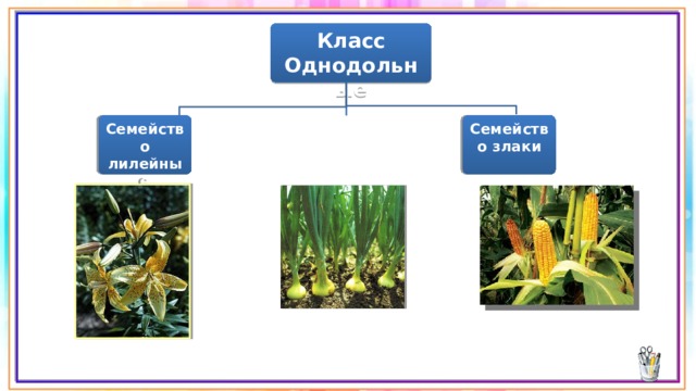 Класс Однодольные Семейство лилейные Семейство злаки Семейство луковые 