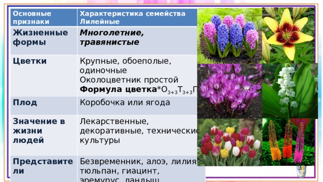 Основные признаки Характеристика семейства Лилейные Жизненные формы Многолетние, травянистые Цветки Крупные, обоеполые, одиночные Плод Значение в жизни людей Коробочка или ягода Околоцветник простой Лекарственные, декоративные, технические культуры Представители Формула цветка *О 3+3 Т 3+3 П 1 Безвременник, алоэ, лилия, тюльпан, гиацинт, эремурус, ландыш 