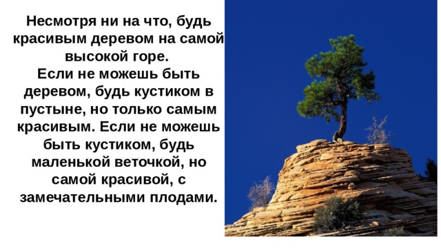 Несмотря ни на что, будь красивым деревом на самой высокой горе. Если не можешь быть деревом, будь кустиком в пустыне, но только самым красивым. Если не можешь быть кустиком, будь маленькой веточкой, но самой красивой, с замечательными плодами.  