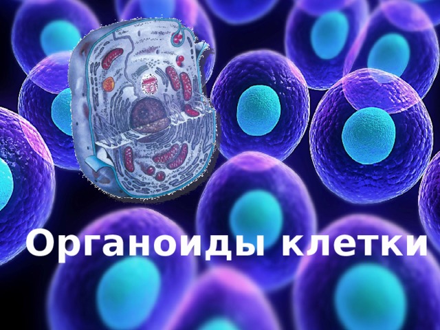Выполнил : Шубина Любовь Александровна ,учитель биологии МБОУ СОШ №95гВоронеж Органоиды клетки  