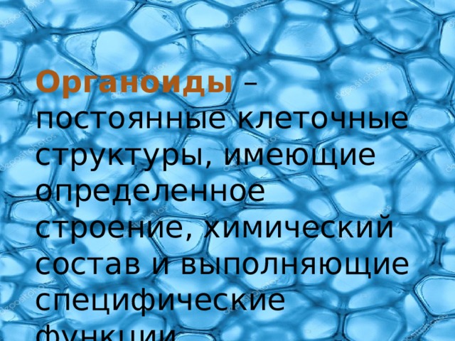 Органоиды – постоянные клеточные структуры, имеющие определенное строение, химический состав и выполняющие специфические функции. 