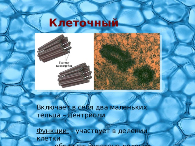 Клеточный центр Включает в себя два маленьких тельца – центриоли Функции: - участвует в делении клетки   - образует веретено деления 