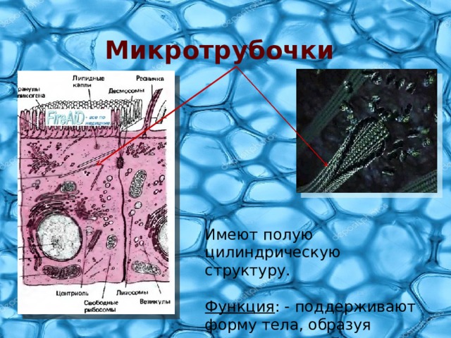 Микротрубочки Имеют полую цилиндрическую структуру. Функция : - поддерживают форму тела, образуя цитоскелет. 
