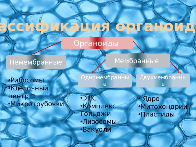 Классификация органоидов Органоиды Мембранные Немембранные Одномембранные Двухмембранные Рибосомы Клеточный центр Микротрубочки ЭПС Комплекс Гольджи Лизосомы Вакуоли  Ядро Митохондрии Пластиды 