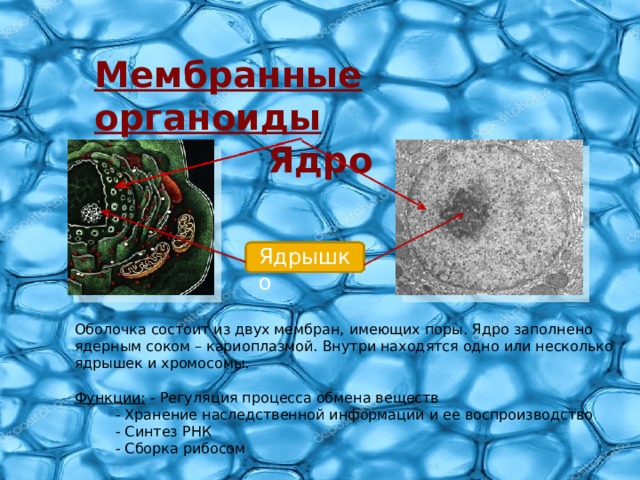 Мембранные органоиды Ядро Ядрышко Оболочка состоит из двух мембран, имеющих поры. Ядро заполнено ядерным соком – кариоплазмой. Внутри находятся одно или несколько ядрышек и хромосомы. Функции: - Регуляция процесса обмена веществ   - Хранение наследственной информации и ее воспроизводство   - Синтез РНК   - Сборка рибосом 