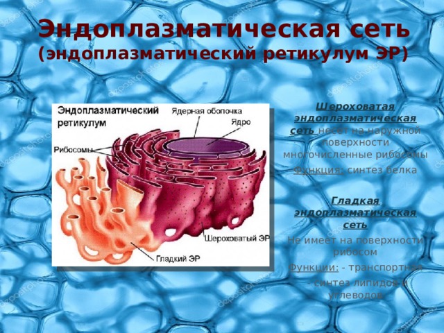 Эндоплазматическая сеть (эндоплазматический ретикулум ЭР)  Шероховатая эндоплазматическая сеть несет на наружной поверхности многочисленные рибосомы Функция: синтез белка Гладкая эндоплазматическая сеть Не имеет на поверхности рибосом Функции: - транспортная   - синтез липидов и  углеводов 