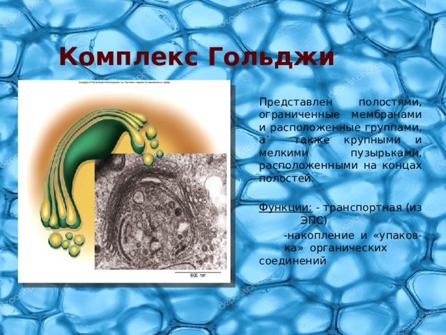 Комплекс Гольджи Представлен полостями, ограниченные мембранами и расположенные группами, а также крупными и мелкими пузырьками, расположенными на концах полостей. Функции: - транспортная (из    ЭПС)   -накопление и «упаков-  ка» органических    соединений 