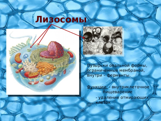 Лизосомы Пузырьки овальной формы, ограниченные мембраной, внутри – ферменты. Функции: - внутриклеточное    пищеварение   - удаление отмирающих  клеток 