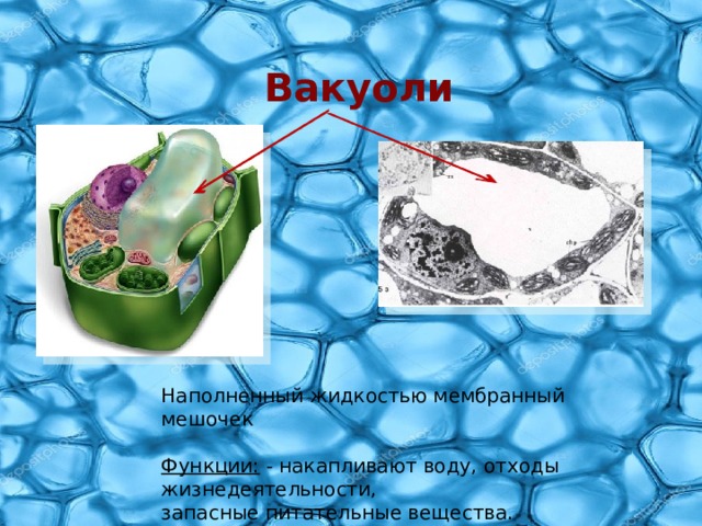 Вакуоли Наполненный жидкостью мембранный мешочек Функции: - накапливают воду, отходы жизнедеятельности, запасные питательные вещества. 