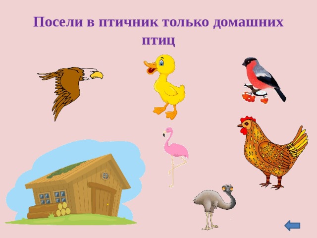 Посели в птичник только домашних птиц 