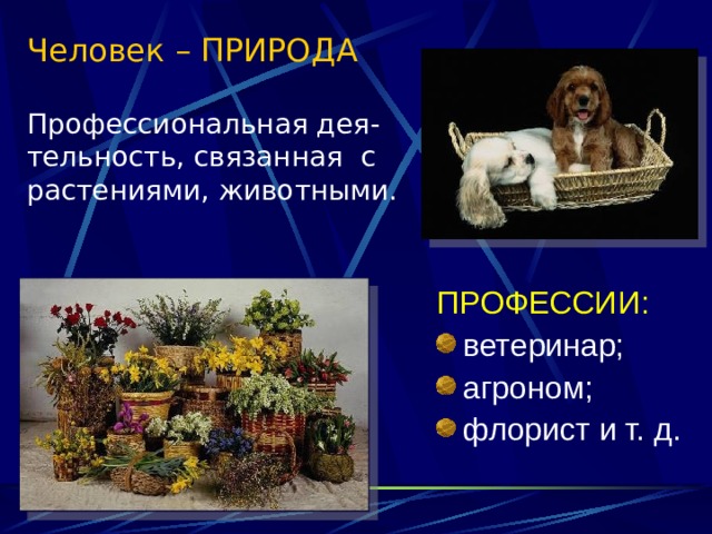 Человек – ПРИРОДА   Профессиональная дея-тельность, связанная с растениями, животными.   ПРОФЕССИИ: ветеринар; агроном; флорист и т. д. 