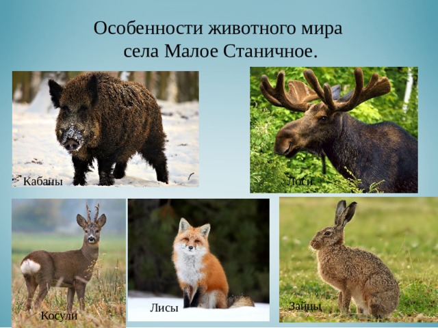 Особенности животного мира села Малое Станичное. Кабаны  Лоси  Зайцы  Лисы  Косули  