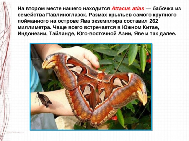 На втором месте нашего находится Attacus atlas — бабочка из семейства Павлиноглазок. Размах крыльев самого крупного пойманного на острове Ява экземпляра составил 262 миллиметра. Чаще всего встречается в Южном Китае, Индонезии, Тайланде, Юго-восточной Азии, Яве и так далее. 