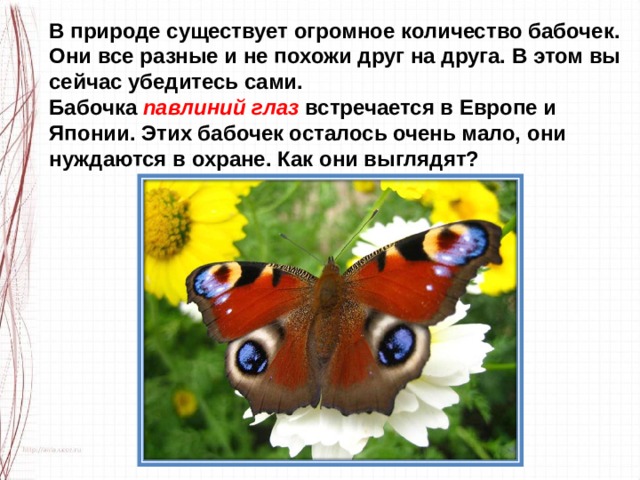 В природе существует огромное количество бабочек. Они все разные и не похожи друг на друга. В этом вы сейчас убедитесь сами. Бабочка  павлиний глаз  встречается в Европе и Японии. Этих бабочек осталось очень мало, они нуждаются в охране. Как они выглядят? 