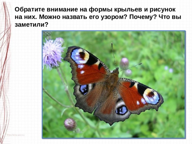 Обратите внимание на формы крыльев и рисунок на них. Можно назвать его узором? Почему? Что вы заметили?   