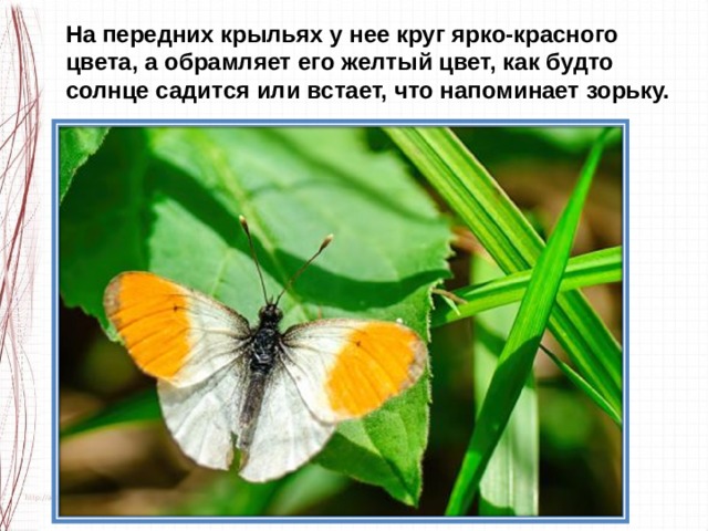 На передних крыльях у нее круг ярко-красного цвета, а обрамляет его желтый цвет, как будто солнце садится или встает, что напоминает зорьку. 